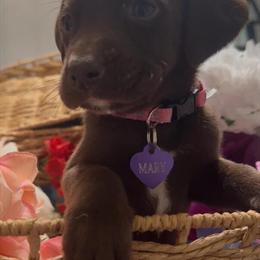 Labrador Retriever and German Shepherd Mix Puppy in Wilmington, nc