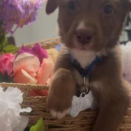 Labrador Retriever and German Shepherd Mix Puppy in Wilmington, nc