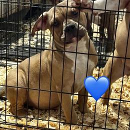 Pocket Bullies for Sale in West Columbia, sc