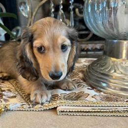 Cream Female Dachshund Available for Reservation in Altoona, pa