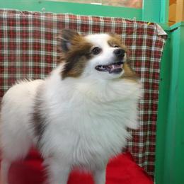 Pomeranian Candy - Playful Female Ready for a Loving Home in Paterson, nj