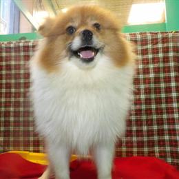 Pomeranian Bebo - Charming Male Companion Ready for Adoption in Paterson, nj