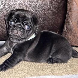 Pug Puppies Available for Adoption in Houston, tx
