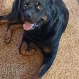 Rottweiler Stud Available - AKC Registered with Serbian Bloodline in Decatur, ga