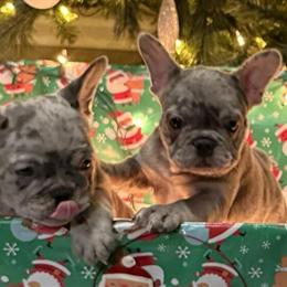 Tiny Female Blue French Bulldog Available in Grand Blanc, mi