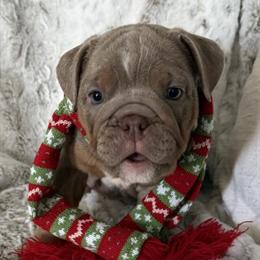 Male English Bulldog Puppy Available in Grand Blanc, mi