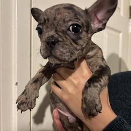 French Bulldog Puppies Available in Huntsville, tx