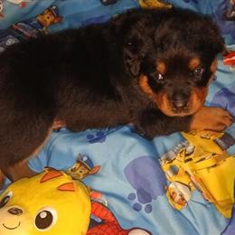 Rottweiler Puppies - 2 Male Serbian Bloodline Fur Babies Ready for Rehoming in Decatur, ga