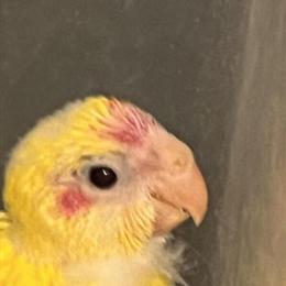 Kakariki Birds in Various Colors Available in Orlando, fl