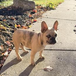 French Bulldog Puppy Available for Adoption in Brecksville, oh