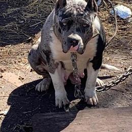 Bully Puppies from Kung Lao x Pressure Gotti Bloodlines in Greenville, nc