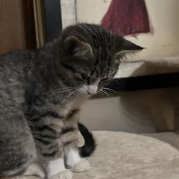 Kittens for Adoption - 2 Males and 2 Females in New Prague, mn