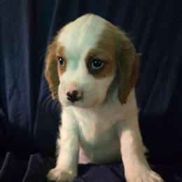 Cavalier King Charles Spaniels - 3 Left, Need New Homes! in Bloomington, il