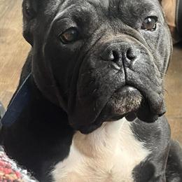 Exotic Bully Puppies for Sale in Louisville, ky