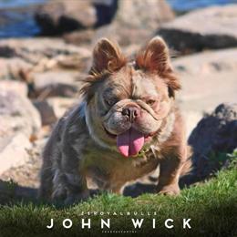 Isabella Tan Merle Fluffy French Bulldog Stud Available in Warren, mi