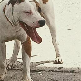 American Pit Bull Terrier Stud Available for Breeding in Greenville, nc