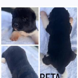 Akita Puppies Available with Deposit in Inkster, mi