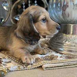 Mini Cream Dachshund Available for Reservation in Altoona, pa