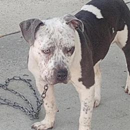 ABKC Bully for Stud - XXL x XL, 14 Months Old in Greenville, nc