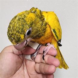 Golden Conure Babies Available in West Palm Beach, fl
