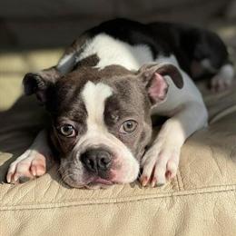 Olde Boston Bulldogs Looking for New Home in Angola, in