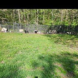 AKC Registered Rottweilers Available for Rehoming in Raleigh, nc