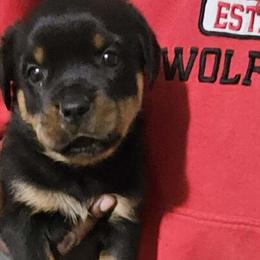 AKC Registered Rottweiler Puppies Available in Raleigh, NC in Raleigh, nc