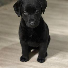 Labrador Retriever Puppies Available in Bardstown, ky