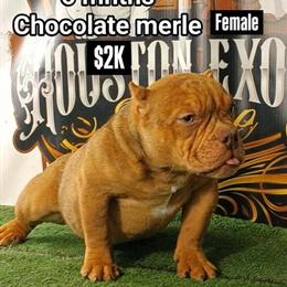 Chocolate Merle Bully Pup for Sale in South Houston, tx