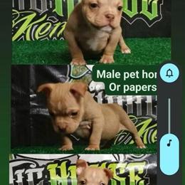 Male American Bully Puppy Ready for New Home in South Houston, tx