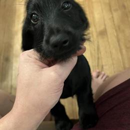 Dachshund Puppies Born July 25th in Waukegan, il