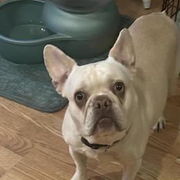 French Bulldog in CT - Friendly Male, 7 Months Old in Willimantic, ct