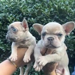 Male French Bulldog Puppy Ready for New Home in Richmond, va