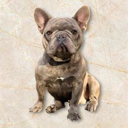 Blue Brindle Isabella Carrier French Bulldog Stud for Sale in Richmond, va