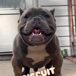 Micro Bully Stud Available for $600 in Richmond, va