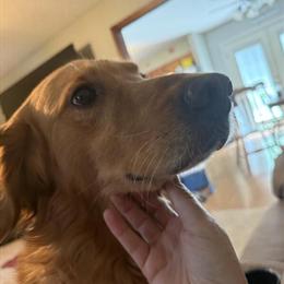 Proven Golden Retriever Stud Available in Marion, nc