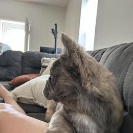 French Bulldog Fluffy for Rehoming in Alliance, oh