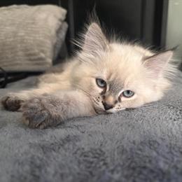 Persian Kittens Ready for Forever Homes in Ormond Beach, fl