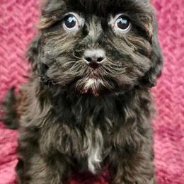 Health Certified Shihpoo Puppies Available in La Crosse, wi