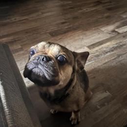 Male French Bulldog Needs a New Home in Ormond Beach, fl