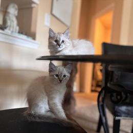 Persian Kittens Looking for a Loving Home in Ormond Beach, fl