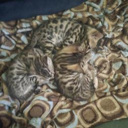 Bengal Kittens Available for Adoption in Plymouth, wi
