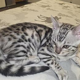 Female Bengal Kitten for Adoption in Plymouth, wi