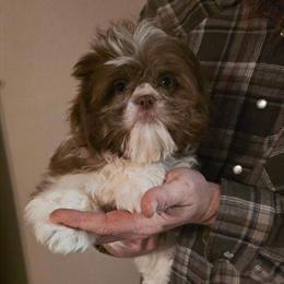 Health Certified Shih Tzu Puppies Available in La Crosse, wi