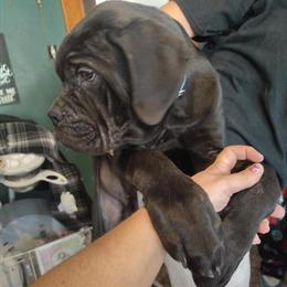 Black Male Cane Corso Puppy Ready for a New Home in Girard, oh