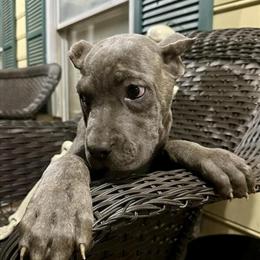 Cane Corso Puppies Available for New Homes in Dublin, ga