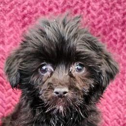 Health Certified Shorkie Puppies Available Now in La Crosse, wi