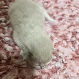 Ragdoll Kitten - Seal Point Mink Female Available in Lancaster, pa