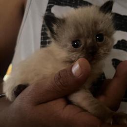 Ragdoll Mink Seal Point Kitten Available for Adoption in Lancaster, pa