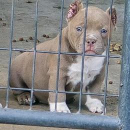 Bully puppy available in Goldsboro, nc